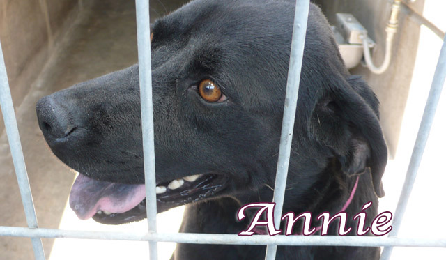 annie