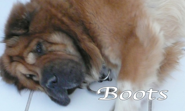 boots