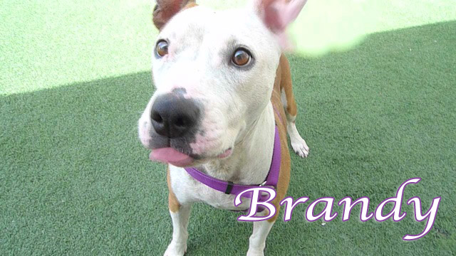 brandy-miracle
