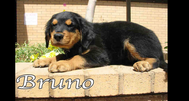 brunopic