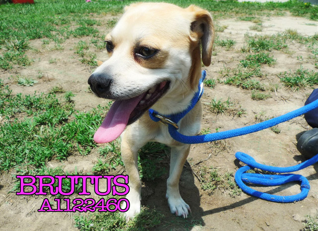 brutus