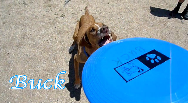 buck
