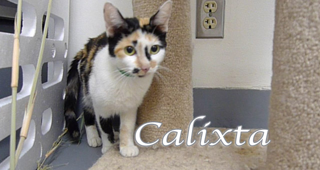 calixta