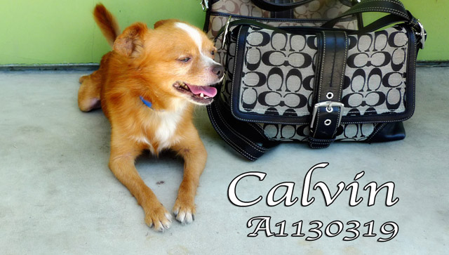 calvinA1130319