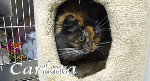 carlata