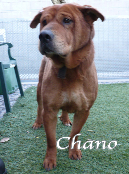 chano