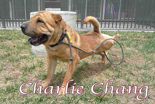 charliechang