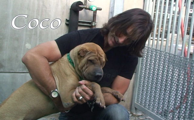 coco