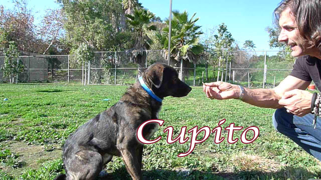 cupito