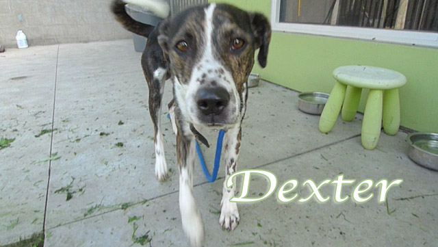 dexter
