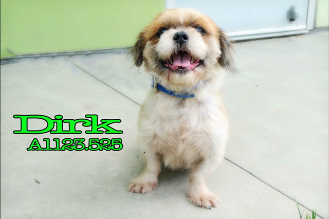 Dirk- Bound Angels - Shelter Angel Video Star