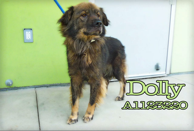 Dolly- Bound Angels - Shelter Angel Video Star