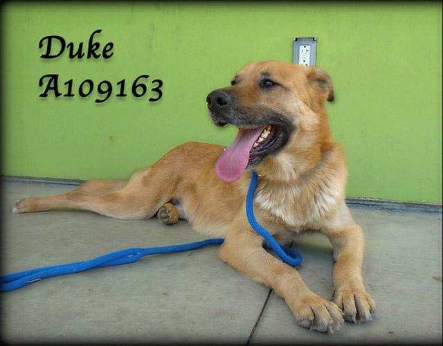 Duke- Bound Angels - Shelter Angel Video Star