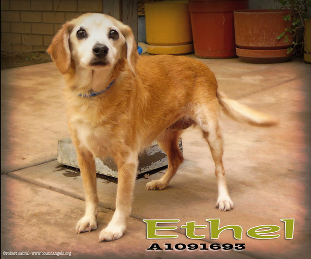 Ethel- Bound Angels - Shelter Angel Video Star