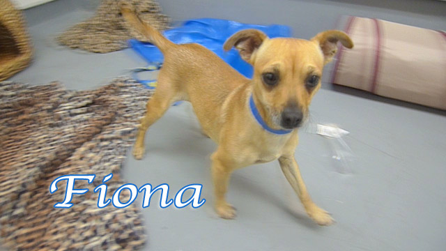 fiona