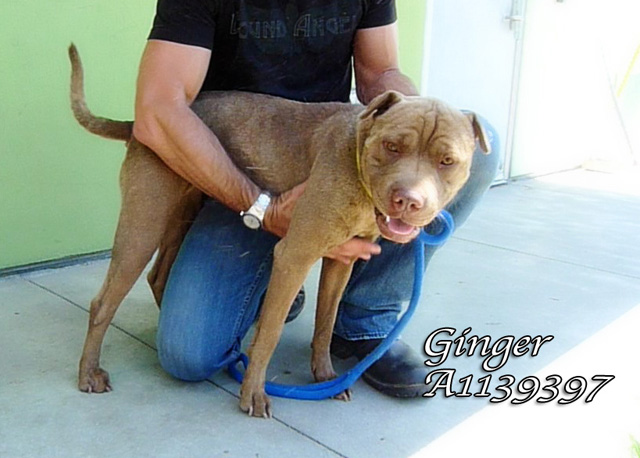 Ginger- Bound Angels - Shelter Angel Video Star- Rescued by Margaret & Pierre