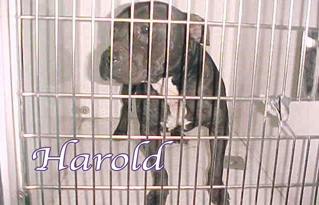 harold-sdf