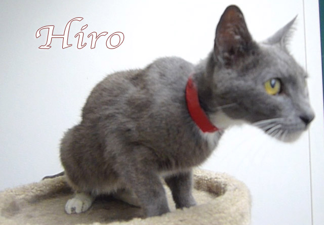 hiro