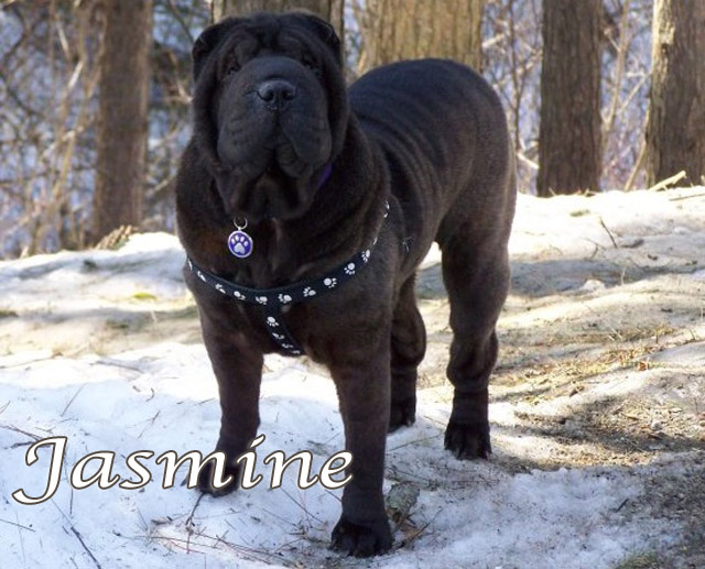 jasminesnow
