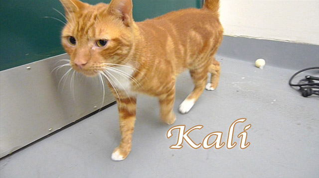 kali