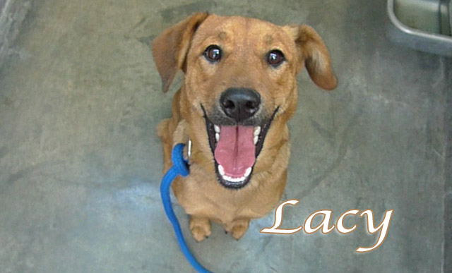 lacy