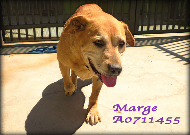 Large Marge #2-Bound Angels - Shelter Angel Video Star-saved by Eric and Colette