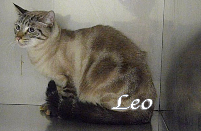 leo