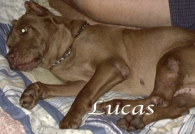 lucasat jays