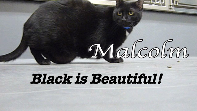 malcolm