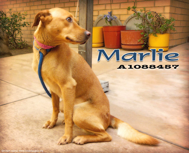 Marlie- Bound Angels - Shelter Angel Video Star