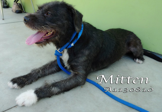 Mitten-Bound Angels - Shelter Angel Video Star
