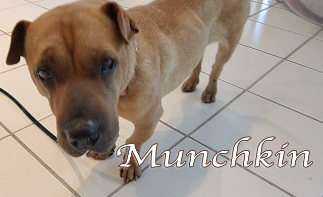 munchkin