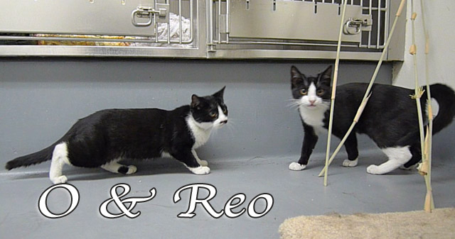o-reo