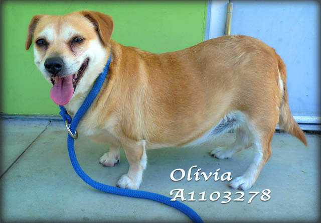 Olivia- Bound Angels - Shelter Angel Video Star