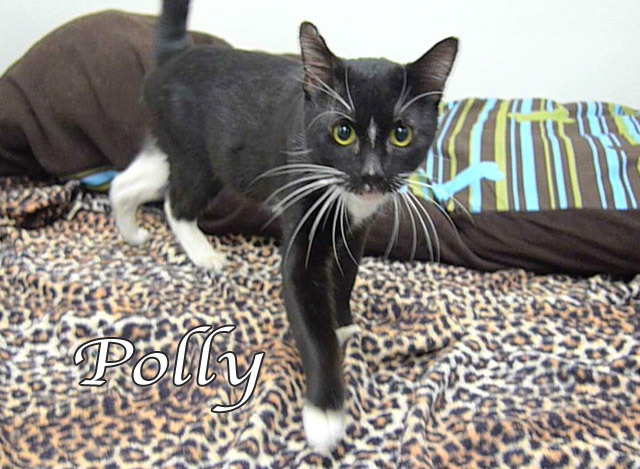 polly