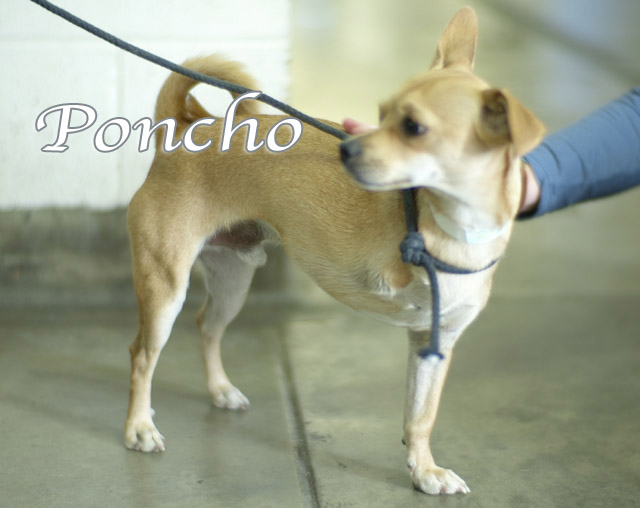poncho