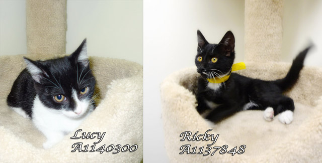 Ricky & Lucy-Bound Angels - Shelter Angel Video Stars