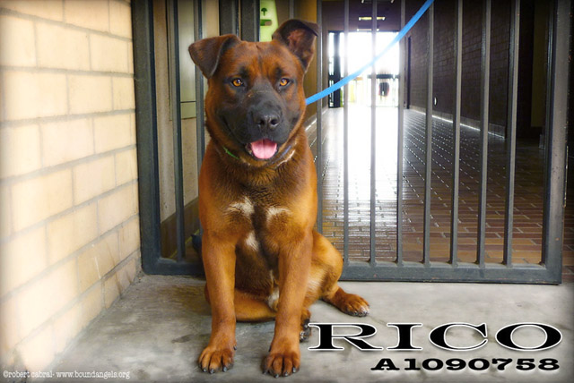 Rico Swavee-Bound Angels - Shelter Angel Video Star