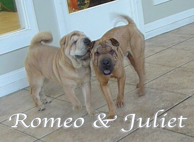 romeo+juliet