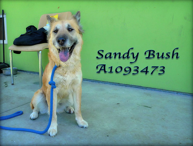 Sandy Bush-Bound Angels - Shelter Angel Video Star