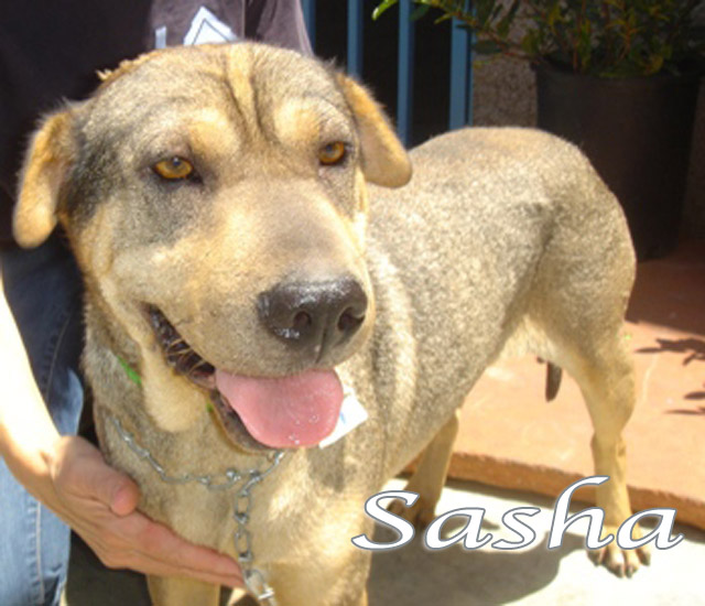 sasha-lola