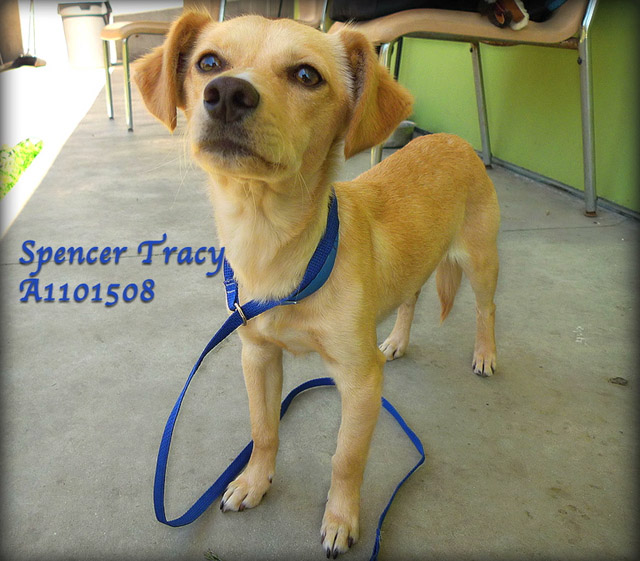 Spencer Tracy-Bound Angels - Shelter Angel Video Star