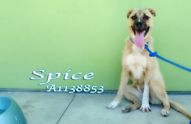 Spice- Bound Angels - Shelter Angel Video Star