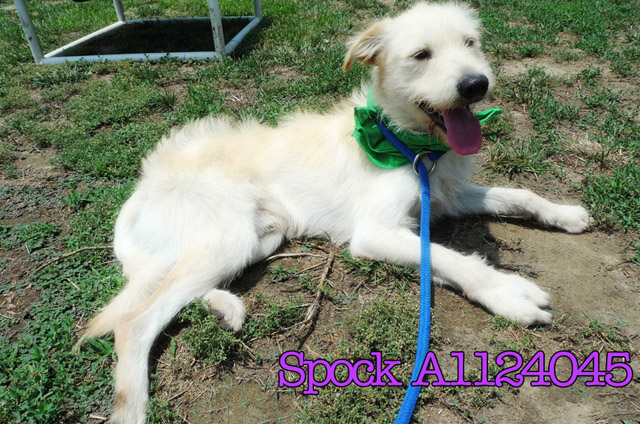 Spock- Bound Angels - Shelter Angel Video Star
