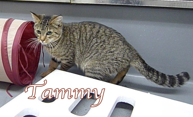 tammy