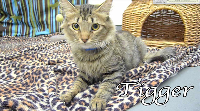 tigger