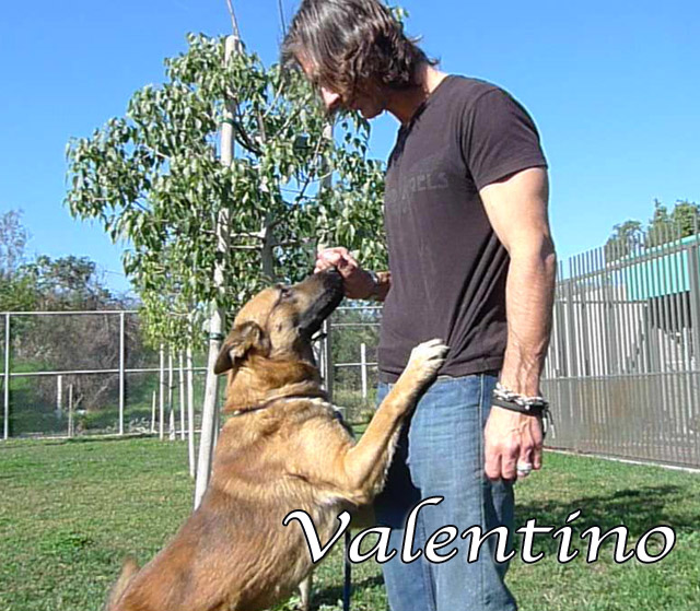 valentino
