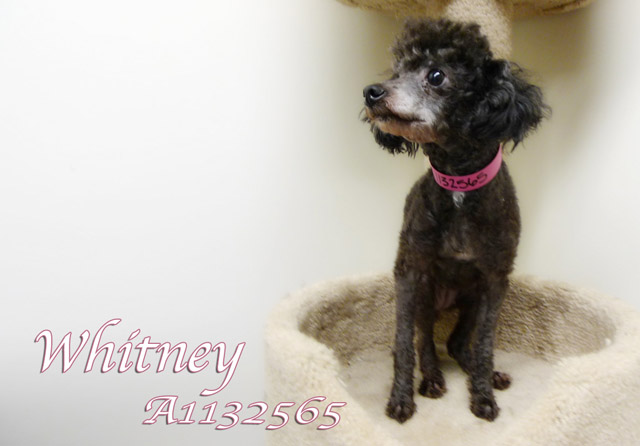 Whitney- Bound Angels - Shelter Angel Video Star
