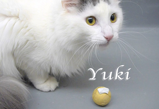 yuki