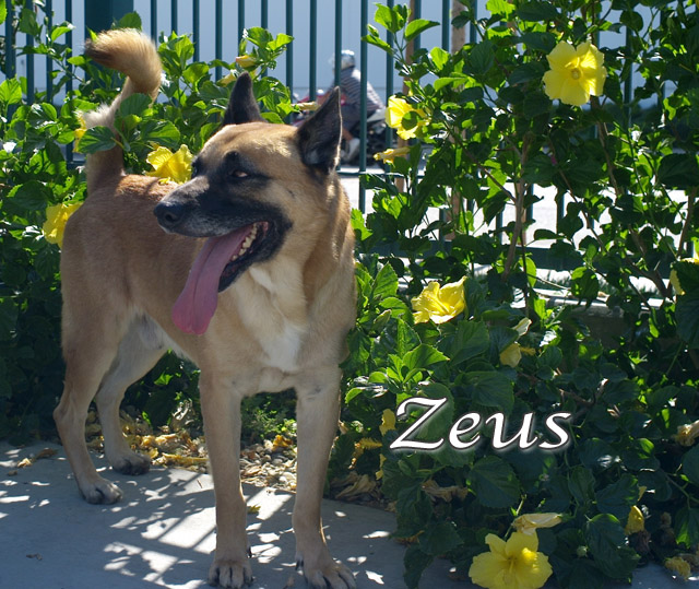 Zeus